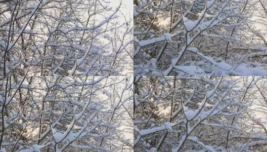 美丽的冰雪覆盖的树枝在冬季公园。垂直的全景高清在线视频素材下载