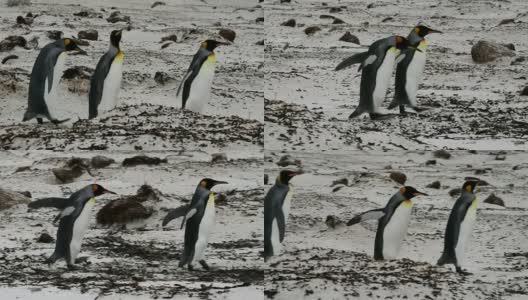 福克兰群岛:帝企鹅排成一排高清在线视频素材下载