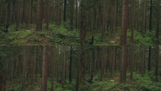 向上移动经过高大的森林树木高清在线视频素材下载