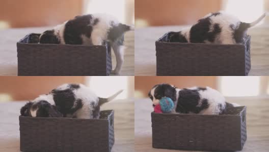 一只可爱的小狗在篮子里玩，拿着他的咀嚼玩具高清在线视频素材下载