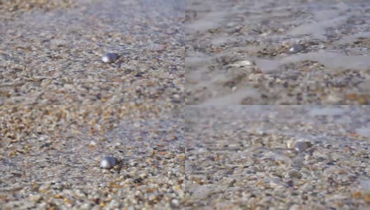 塔希提海滩上的灰色珍珠高清在线视频素材下载