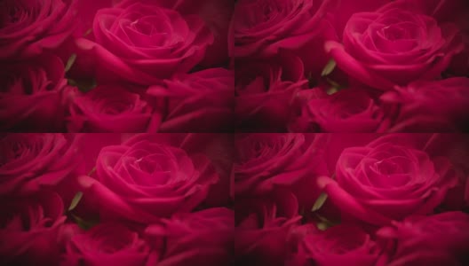 红玫瑰近距离旋转慢动作高清在线视频素材下载