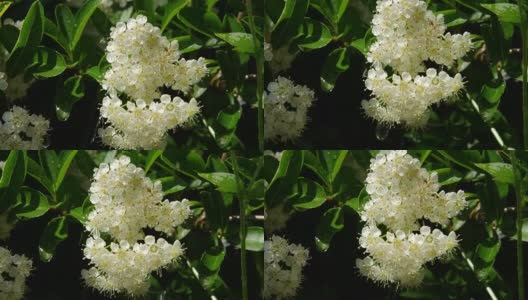 近距离观察:小的白色接骨木花盛开在阳光明媚的春天高清在线视频素材下载