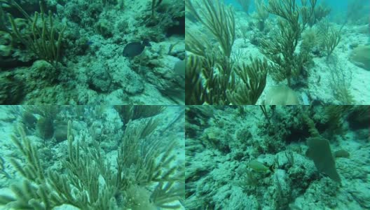 在柳珊瑚礁潜水高清在线视频素材下载