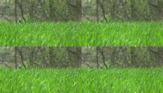 刮风的日子里鲜亮的绿草高清在线视频素材下载