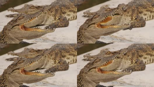 Crocodile opened its mouth on the farm.高清在线视频素材下载