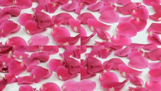 美丽的玫瑰花瓣高清在线视频素材下载