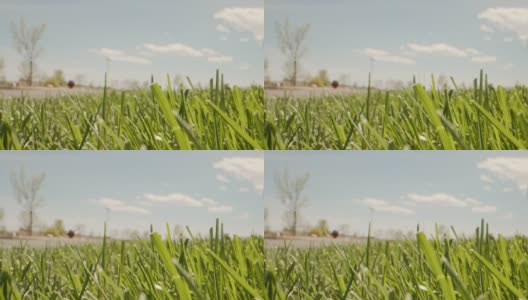 超低角度微距艺术移动手持拍摄的绿色叶片的草前或后院在一个阳光明媚的夏天高清在线视频素材下载
