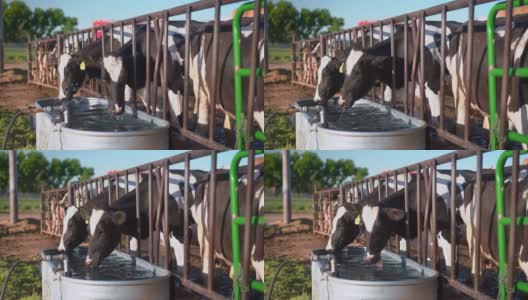 牛在围栏里喝水高清在线视频素材下载