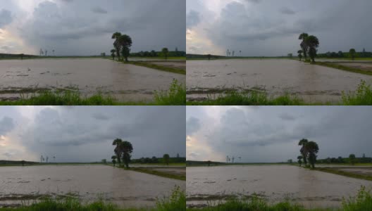 雨中稻田里的鸟高清在线视频素材下载