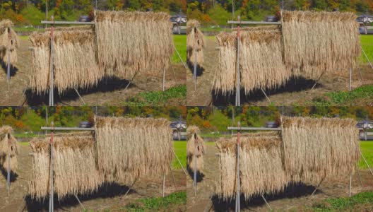 在收获的稻田里自然晾干的稻穗高清在线视频素材下载