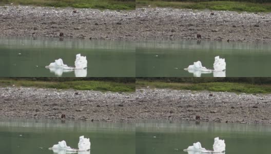 北极熊在阿拉斯加的岩石海滩上吃东西。小冰山漂浮在海湾水域中。高清在线视频素材下载