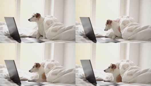 狗坐在白色的床上，从家里的窗户望着电脑笔记本黑屏高清在线视频素材下载