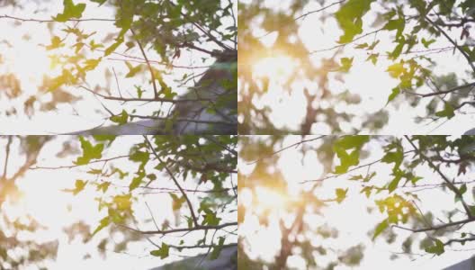 低角度拍摄，由稳定的一棵无叶树在秋天的叶子高清在线视频素材下载