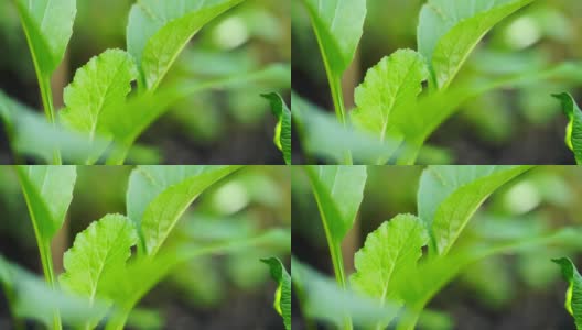 年轻的蔬菜种植高清在线视频素材下载