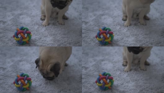 可爱的哈巴狗和他的玩具4k高清在线视频素材下载
