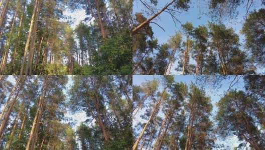 白俄罗斯的松树林，四处淘金高清在线视频素材下载
