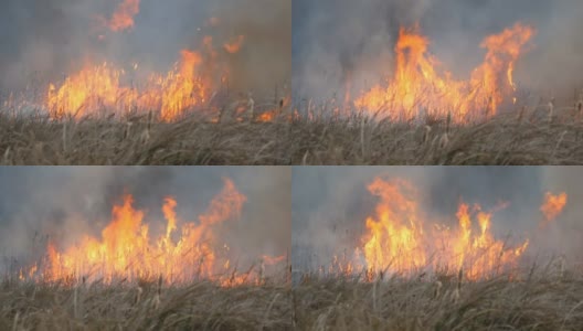 野火在森林草原上蔓延。在自然大火中燃烧干草高清在线视频素材下载