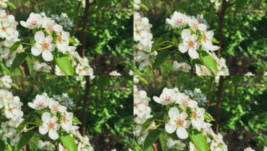 白色的花朵。春天盛开的梨树枝条高清在线视频素材下载