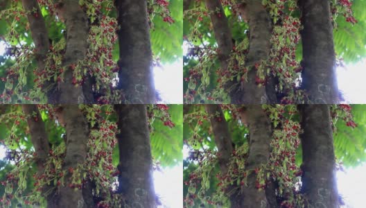 杨桃的花，有红色，棕色和黑色的组合高清在线视频素材下载