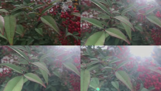 熊莓棉复活节的鲜红色浆果高清在线视频素材下载