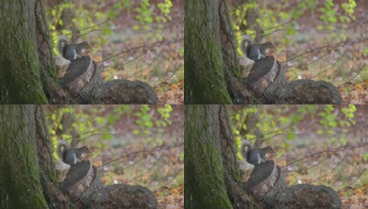 东部灰松鼠(Sciurus carolinensis)坐在树桩上，看着镜头跑开了高清在线视频素材下载