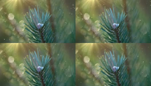 圣诞贺卡杉木枝(循环4k) -雪与闪光效果。高清在线视频素材下载