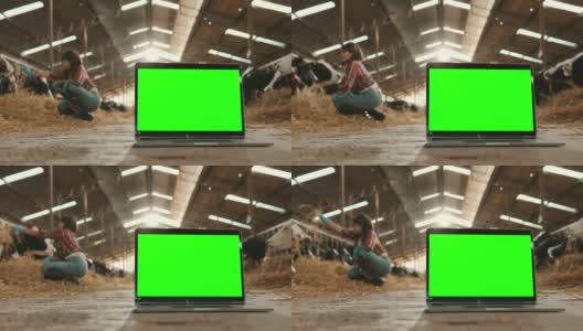 在牧场的牛棚中，一台笔记本电脑上的绿色色度键显示在奶牛中间。高清在线视频素材下载