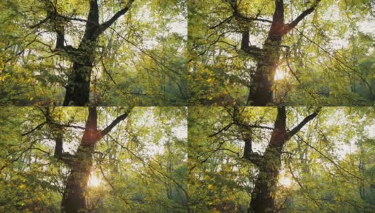 金色的秋天，阳光照耀着大树的绿叶高清在线视频素材下载