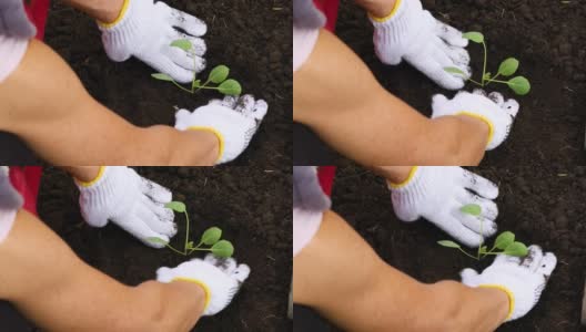 一个女人戴着手套在地里种白菜苗的特写，高清在线视频素材下载