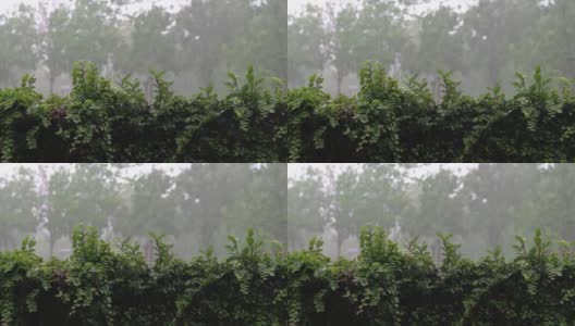 雨天。雨水落在绿色的攀缘植物上。凉爽清新的自然背景概念。高清在线视频素材下载