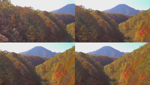 摇摄:日本福岛相珠松的中津川桥与秋红叶林高清在线视频素材下载