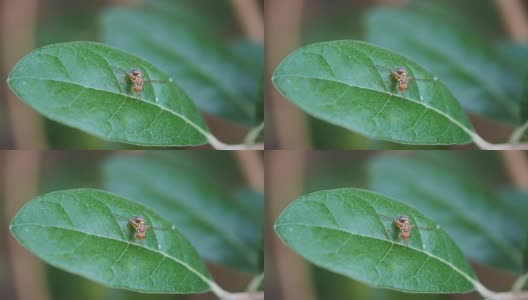 飞羽叶上的昆士兰果蝇高清在线视频素材下载