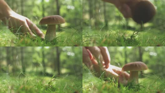 阳光森林里的野生蘑菇高清在线视频素材下载