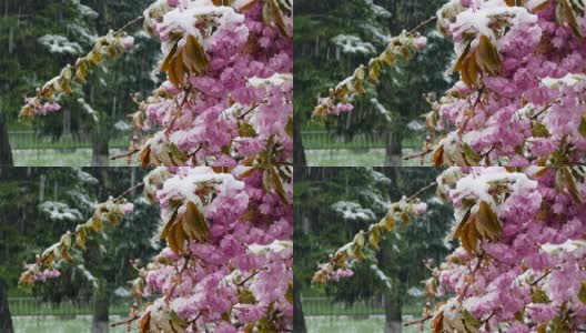 春天的树被紫色的花和雪覆盖高清在线视频素材下载