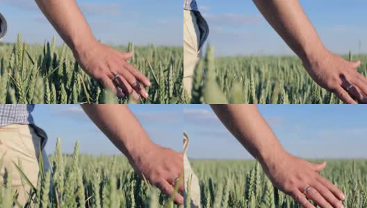 农民的双手在麦田里轻轻抚摸着麦穗高清在线视频素材下载