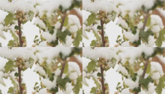 4月份下雪。白雪覆盖了开花的果树高清在线视频素材下载