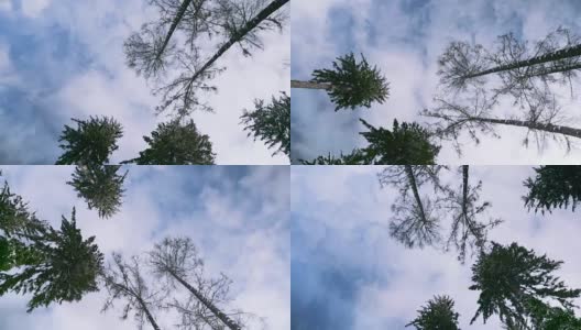 从地面俯瞰松树的顶端。从下面看，是一棵美丽的大树。高角度的视角看树木生长在公园的顶部。低角度的视图顶部的一棵树在蓝色的天空。高清在线视频素材下载