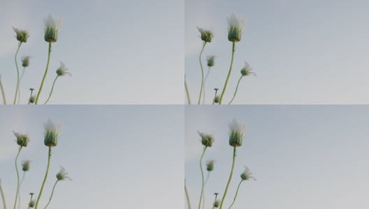封闭的白色沙漠雏菊在微风中轻轻摇曳在一个晴朗的天空下在户外日落高清在线视频素材下载