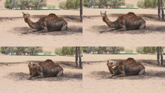 一只单峰骆驼(Camelus dromedarius)坐在阿拉伯联合酋长国(UAE)的沙漠沙丘上。高清在线视频素材下载