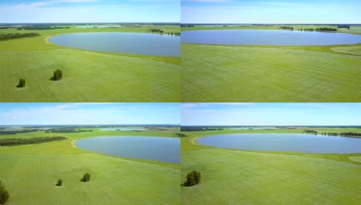 湖和孤独的树木在盛开的荞麦田高清在线视频素材下载