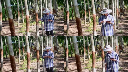 聪明的农民农学家橡胶树种植园高清在线视频素材下载