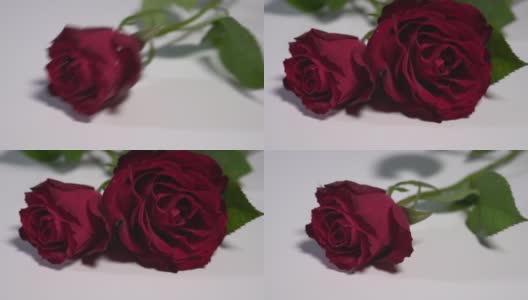 两朵红玫瑰落在白色的表面，溅起露水高清在线视频素材下载