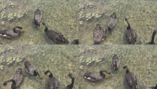 黑天鹅在湖中划桨，在水中移动。吃人们共享的食物高清在线视频素材下载