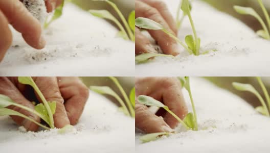 农民的手种植一个小植物内分离的基质袋微距拍摄高清在线视频素材下载