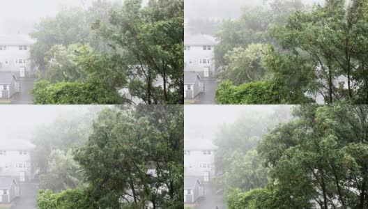 树木在狂风暴雨中吹拂高清在线视频素材下载