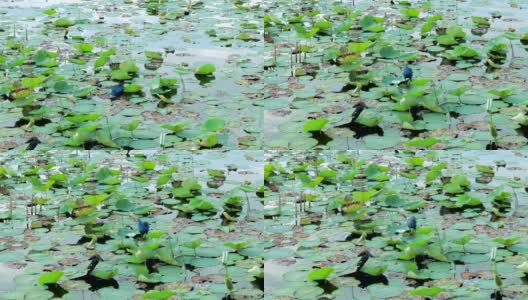 泻湖里的紫色沼泽高清在线视频素材下载