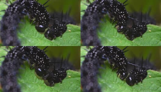 孔雀蝴蝶毛虫吃着荨麻的叶子高清在线视频素材下载
