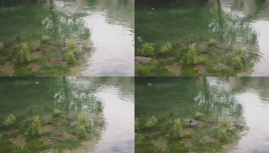 漂浮在河面上的鸭子高清在线视频素材下载