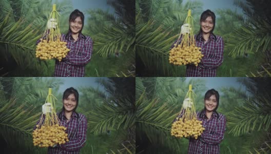 亚洲妇女采摘椰枣果实。高清在线视频素材下载